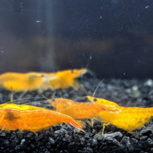 Temp image of our orange pumpkin Shrimp